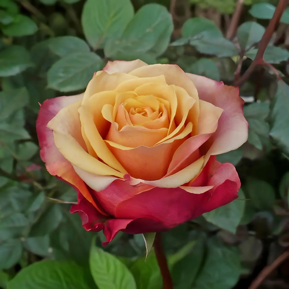 Trandafir Cherry Brandy