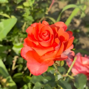 Trandafir Monica la ghiveci