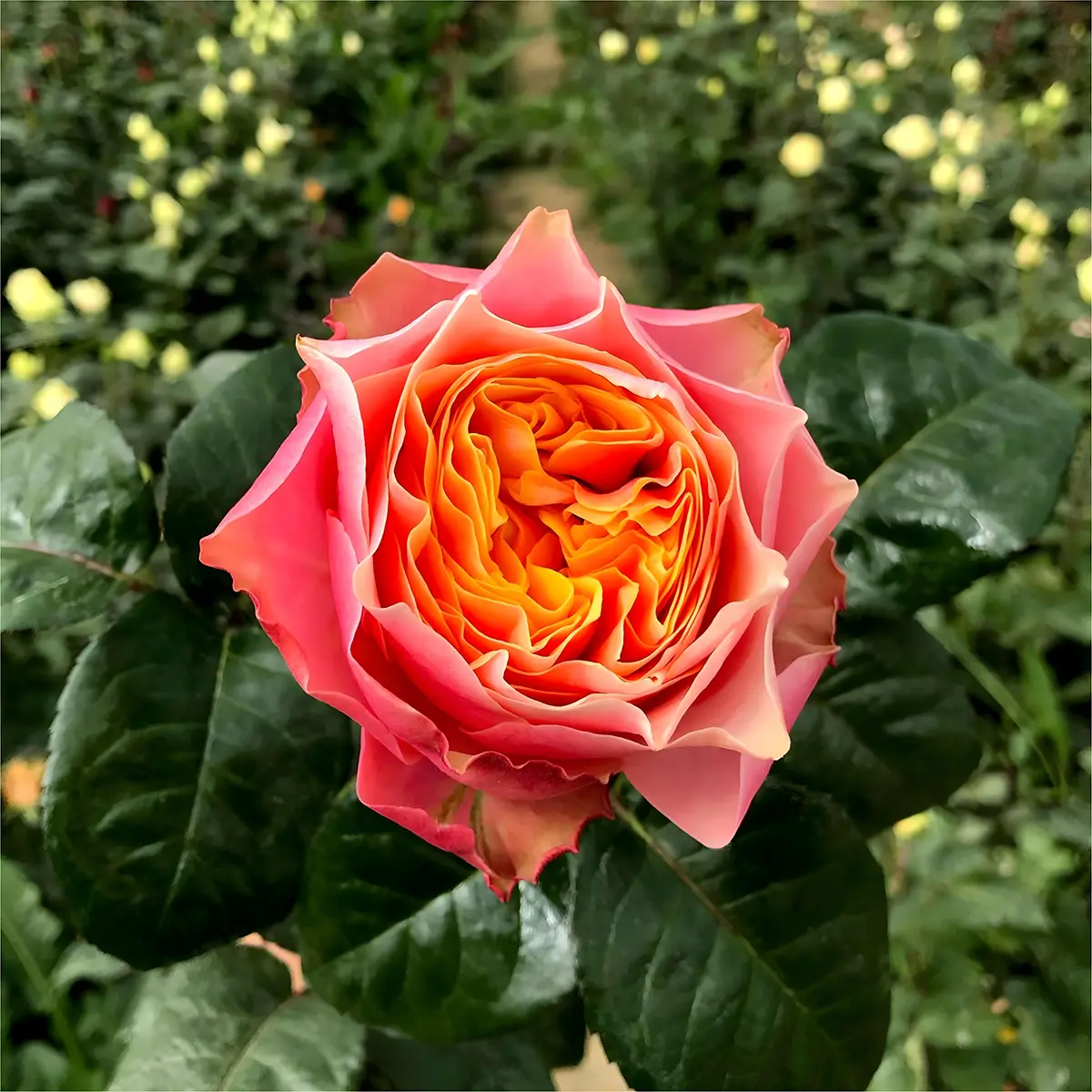 Trandafir Vuvuzela la ghiveci