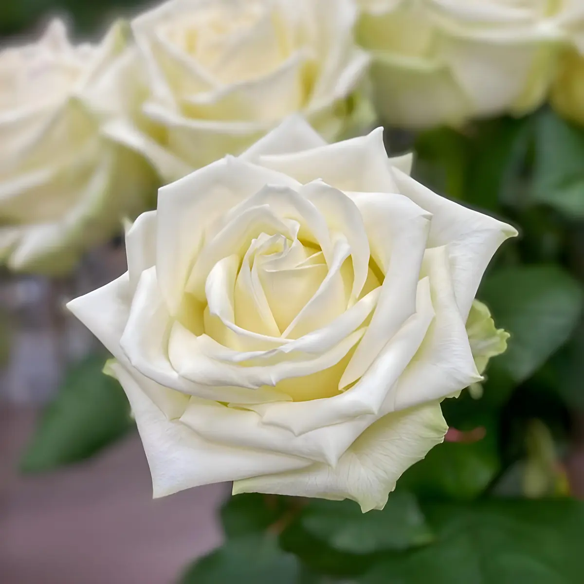 Trandafir White Naomi