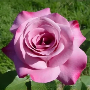 Trandafir la ghiveci Mody Blue