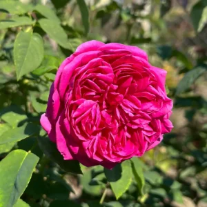 Trandafir urcator Royal Cyclamen