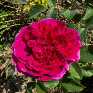 Trandafir urcator Royal Cyclamen la ghiveci