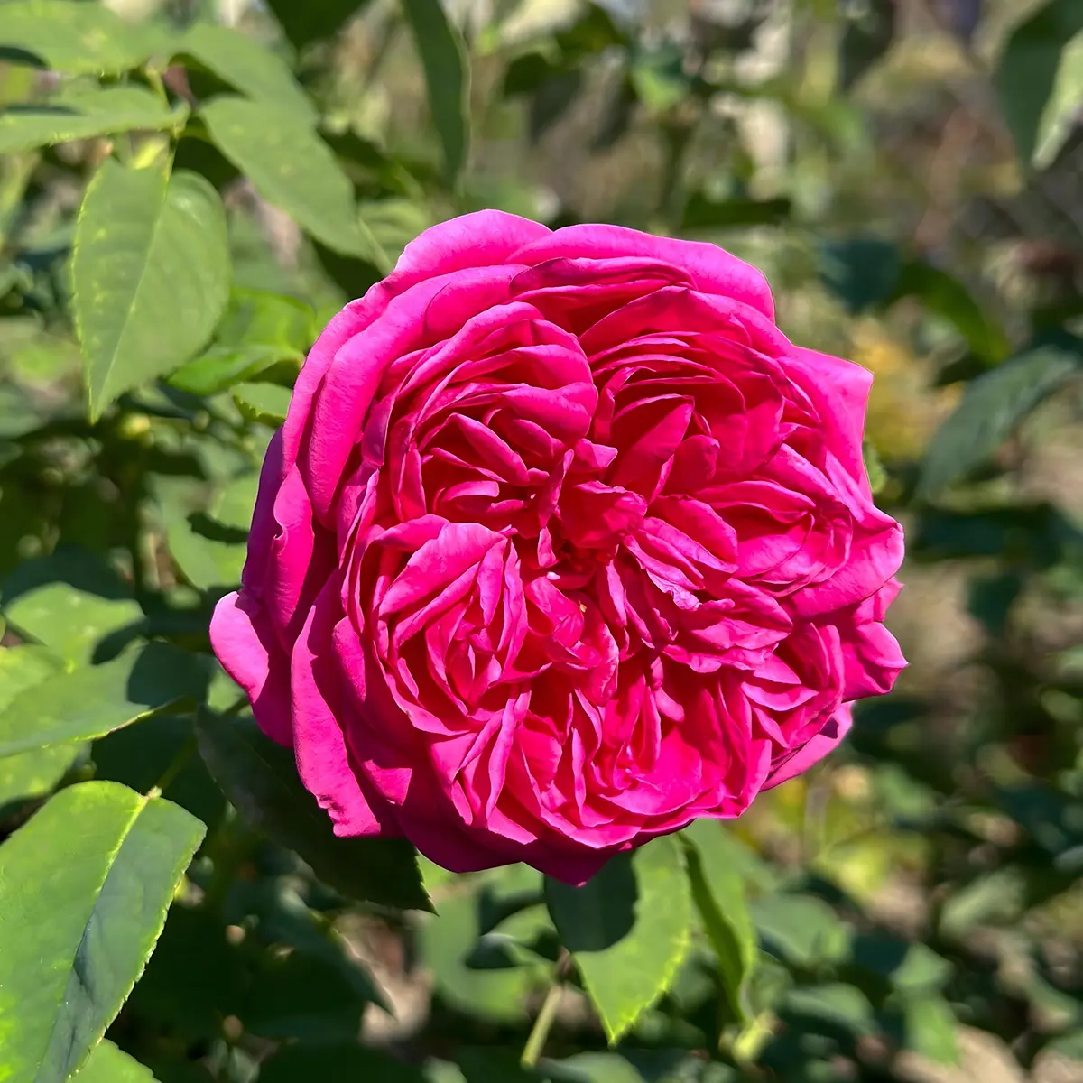 Trandafir urcator Royal Cyclamen