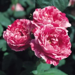 Trandafiri Ferdinand Pichard