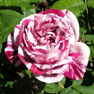 Trandafiri La ghiveci Ferdinand Pichard