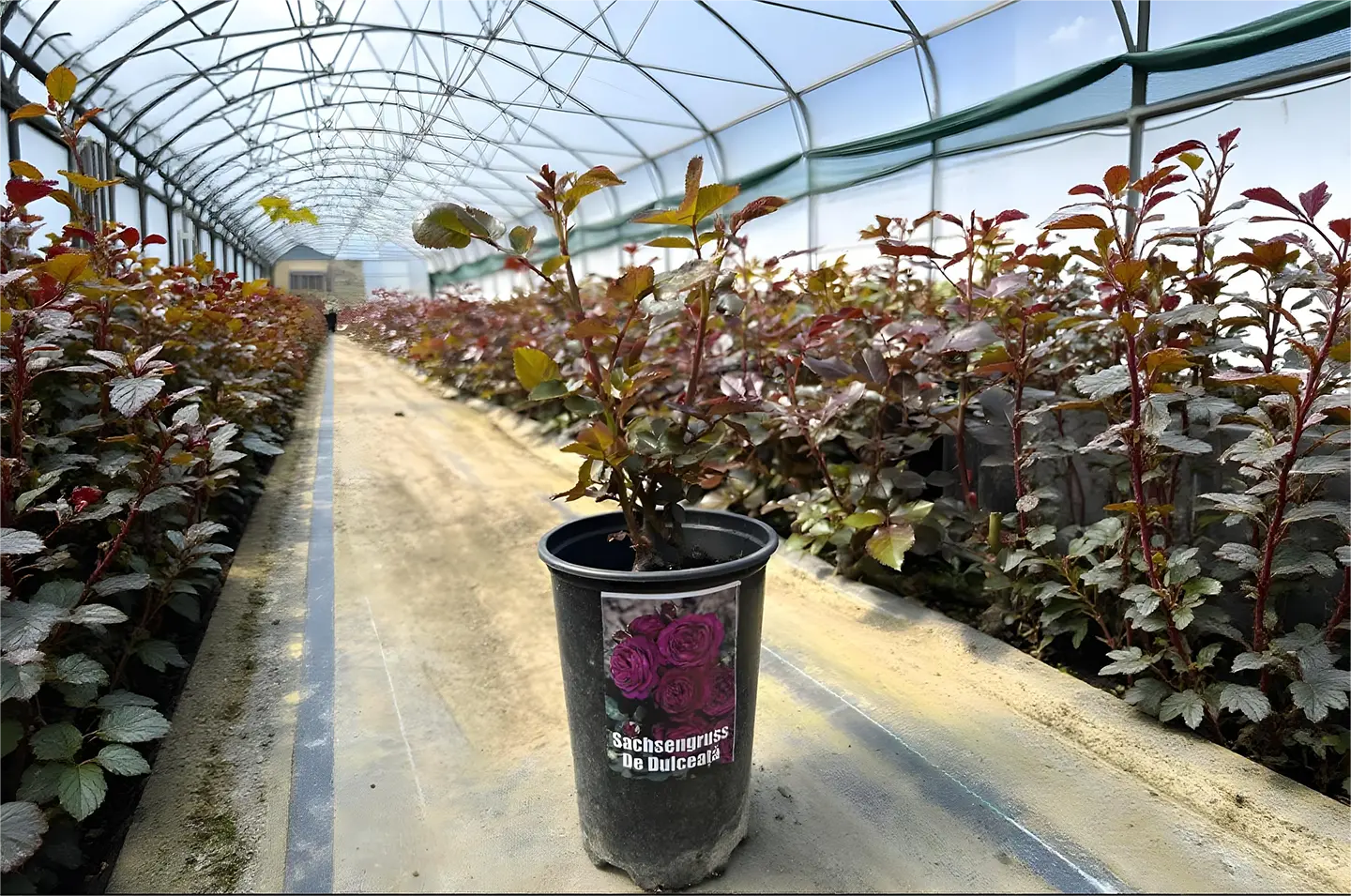 Trandafiri la ghiveci