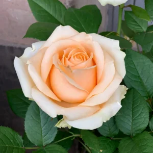 trandafir Avalanche Peach