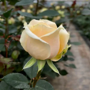 Trandafir Avalanche Peach în ghiveci 2L cu floare crem-piersică în seră