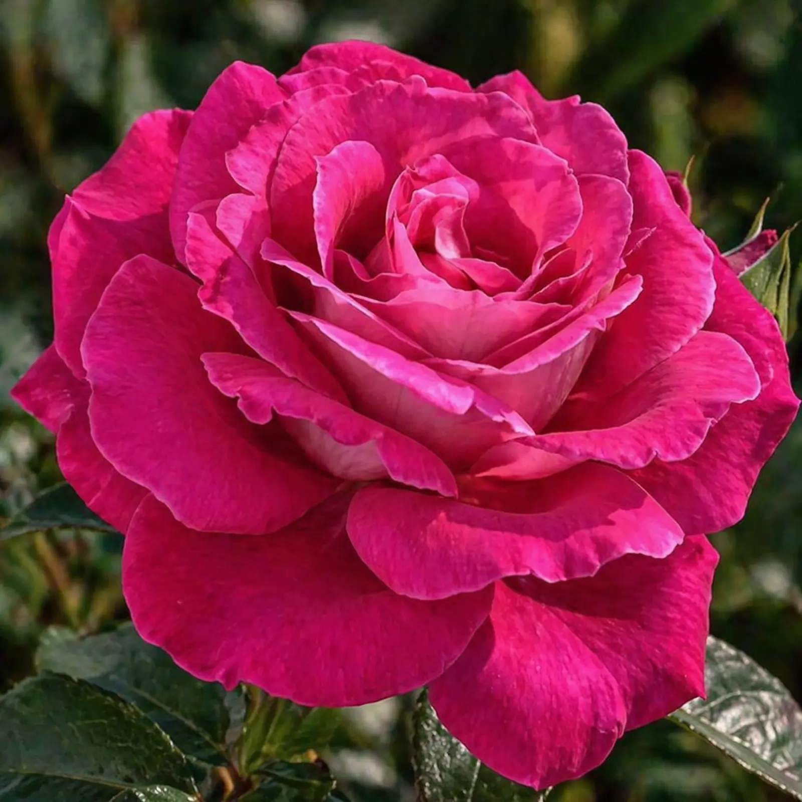 Trandafir Baronne de Rothschild roz elegant înflorit, ghiveci 2L anul 2