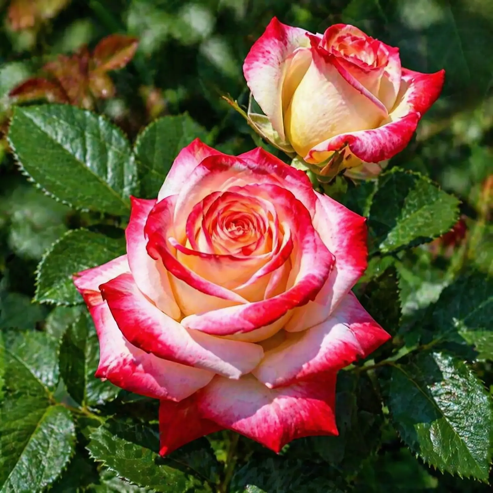 trandafir printesa farah bicolor alb si rosu flori elegante parfumate