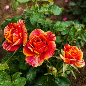 Floare de trandafir Maurice Utrillo cu petale roșu-galben, aspect spectaculos în grădină