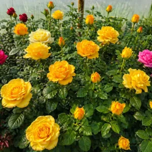 Trandafir galben Kerio cu boboci eleganți și înflorire abundentă în grădină