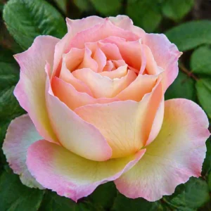 Trandafir Jalitah cu petale în nuanțe pastel crem și roz, ideal pentru grădină