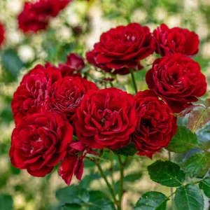 Trandafir Lavaglut cu flori roșu intens în ghiveci 2L, anul 2, ideal pentru grădină