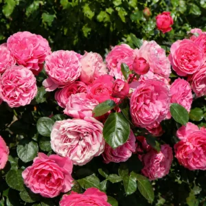 Trandafir Leonardo da Vinci roz intens cu flori bogate, în ghiveci 2L anul 2