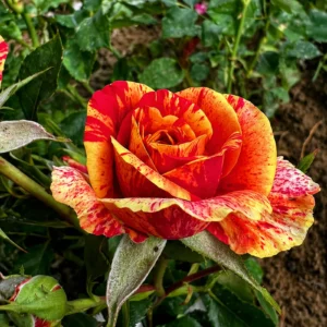 Trandafir Maurice Utrillo bicolor roșu cu galben, flori decorative în ghiveci 2L