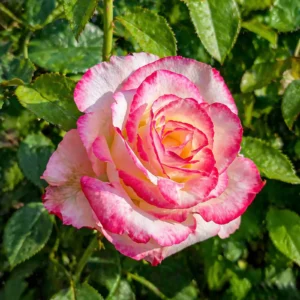 Trandafir Meiland în ghiveci 2L anul 2, floare roz decorativă pentru grădină