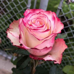 Trandafir Meilland roz înflorit, plantă la ghiveci 2L ideală pentru grădină