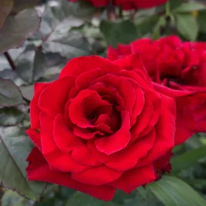 trandafir-paulmann-ghiveci-2l