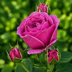 Trandafir Pomponella roz cu flori dese tip pompon, în ghiveci 2L