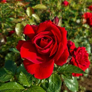 trandafir mr lincoln cu flori mari rosii si parfum puternic