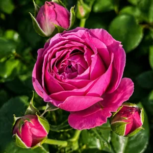 Trandafir Pomponella cu flori mici, bogate și parfumate, ideal pentru grădină