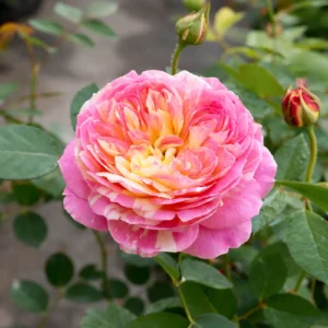 Trandafir urcător Claude Monet cu flori bicolore roz, crem și galben în ghiveci 2L