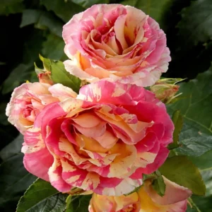 trandafir-urcator-claude-monet-ghiveci