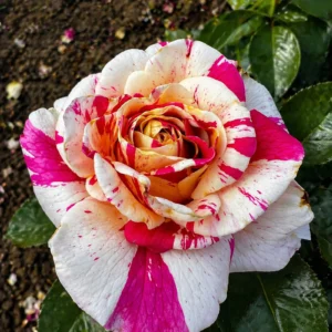 trandafir vanille fraise bicolor alb roz ghiveci 2l anul 2