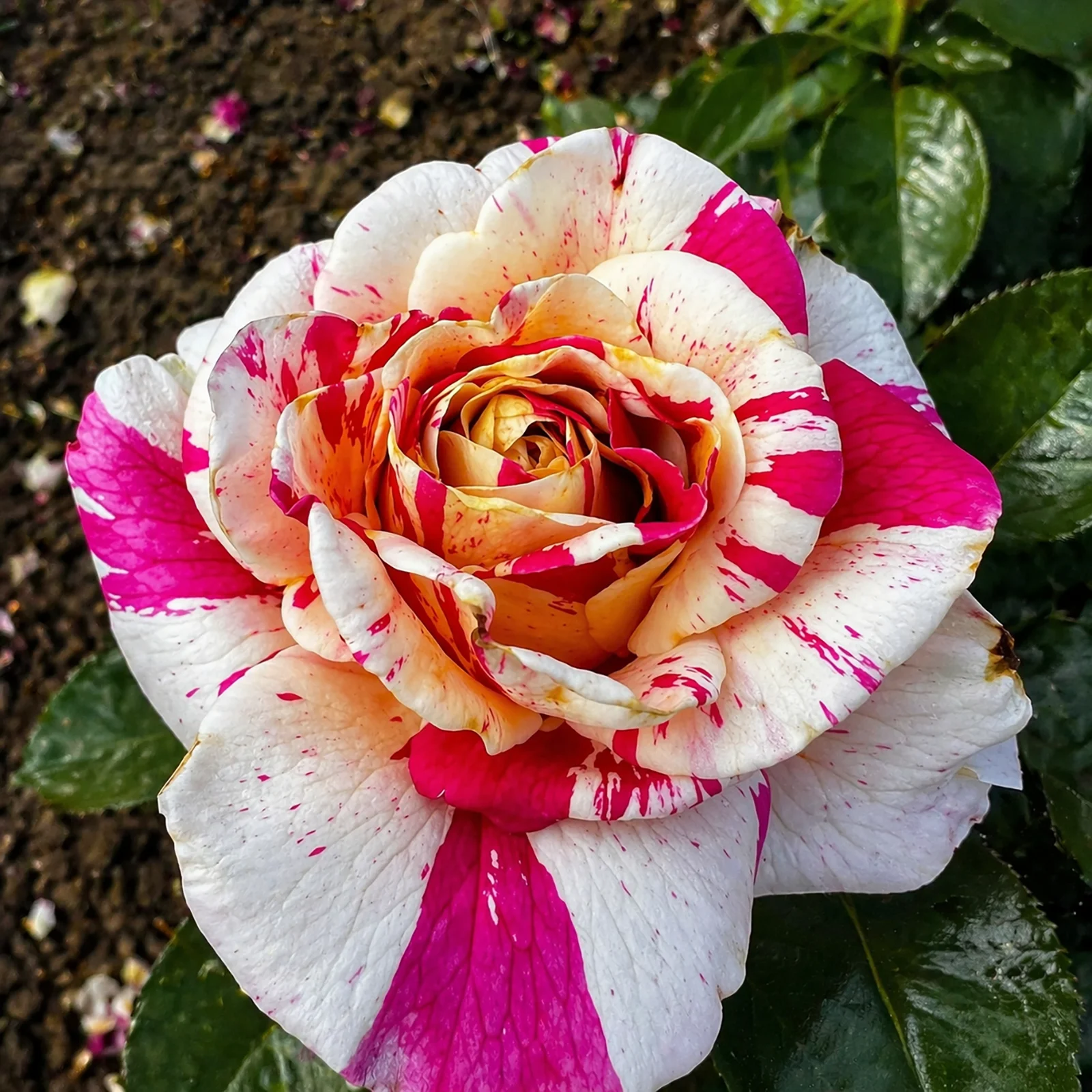 trandafir vanille fraise bicolor alb roz ghiveci 2l anul 2