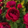 Trandafir Ascot cu rădăcină liberă
