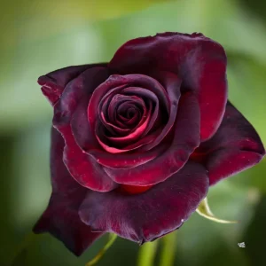 Trandafir Black Baccara cu rădăcină liberă