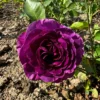 Trandafir Ebb Tide cu rădăcină liberă cu flori violet-prună și purpurii