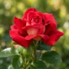 Trandafir Eddy Mitchell cu rădăcină liberă, anul 2, cu flori roșu închis