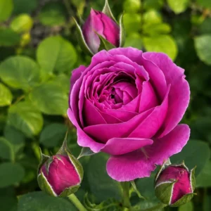 Trandafir Floribunda Pomponella cu rădăcină liberă, anul 2, cu flori roz tip pompon