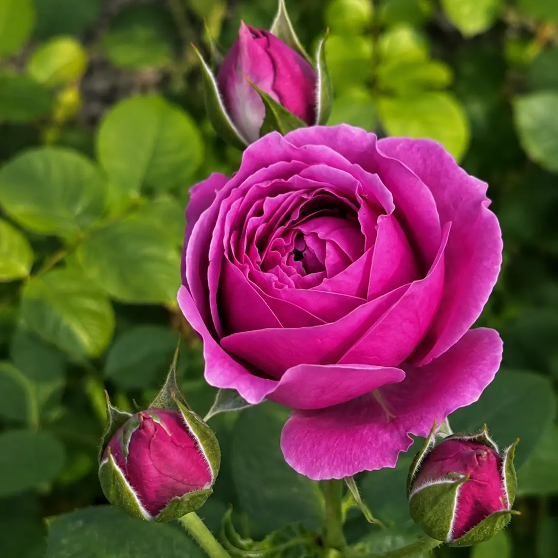 Trandafir Floribunda Pomponella cu rădăcină liberă, anul 2, cu flori roz tip pompon