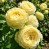 Trandafir Lemon cu rădăcină liberă, anul 2, cu flori galbene