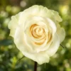 Trandafir Mondial White cu rădăcină liberă, anul 2, cu flori albe