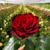 Trandafir Rhodos cu rădăcină liberă, anul 2