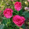 Trandafir Rhodos Roz cu rădăcină liberă