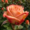 Trandafir Tantau Rose cu rădăcină liberă, anul 2
